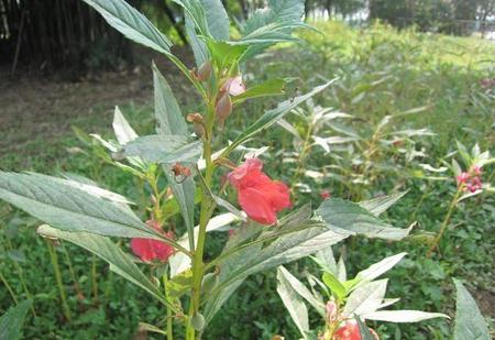 什么植物可以染头发(自制天然染发剂染白发)