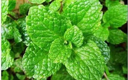 薄荷能养在室内吗(薄荷盆栽可以放卧室吗)