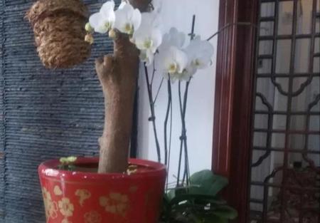 家里养蝴蝶兰花好不好(蝴蝶兰放家里风水好吗)