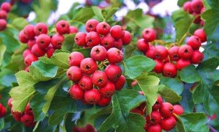 山楂泡水喝有什么用处(山楂泡水有哪些功效?)