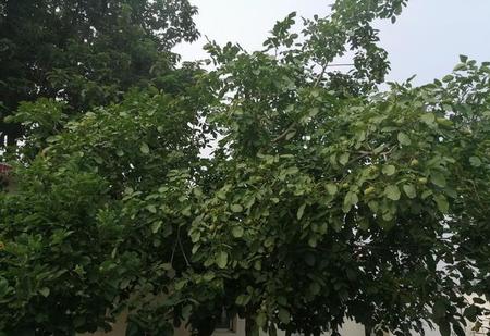 不孝子代表什么生肖(不孝子指什么生肖)