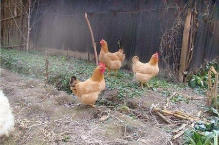 饲料鸡为什么不好吃(为什么土鸡比饲料鸡好吃)