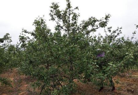 苹果树不开花的原因