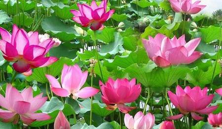 直击死刑犯最后时刻(罪犯押赴刑场执行死刑)