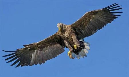 拿破仑为什么打不过沙俄(拿破仑攻打俄国失败的原因)