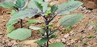 茄子苗什么时候移栽最合适(怎样培育茄子苗)