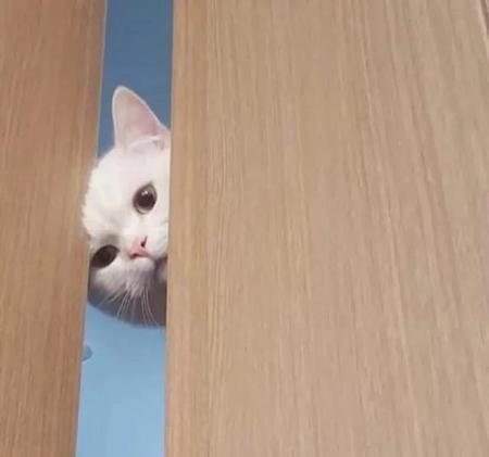 猫走丢了怎么找回(巷子里的猫很自由出处)