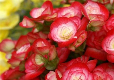 海棠花如何浇水(浇水一次最多可以浇多少)