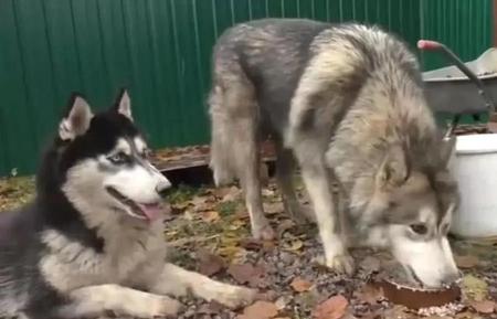 狼和狗能繁育后代吗能养吗(狼和狗能繁育后代是狼狗吗)