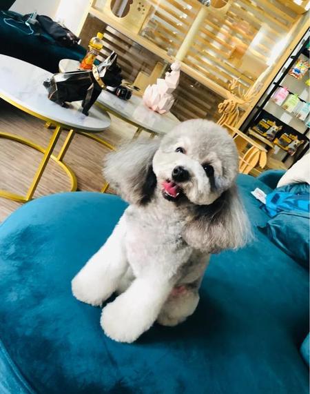 泰迪狗老了是什么样子(泰迪狗老了的表现)