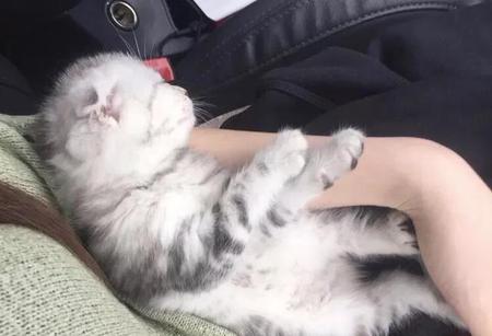 折耳猫为什么(为什么不建议养折耳猫)