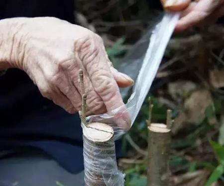 桃树能嫁接什么树(桃树能嫁接什么果树)