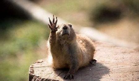 土拨鼠为什么不怕人类(容易上当受骗的动物)