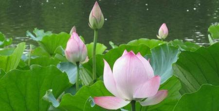 映日荷花别样红写的是什么时间(映日荷花别样红描写的是什么季节的景色)