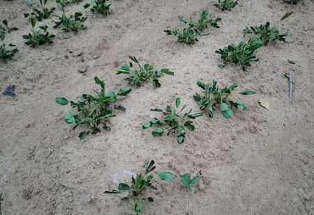 花生苗怎么处理再吃(花生怎么炒的)