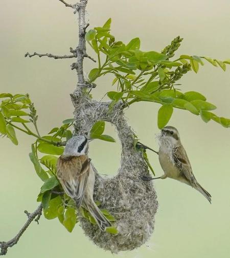 如何赞美拍鸟的照片