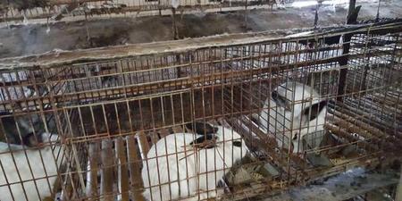 母兔能生几年小兔子(母兔子几个月大就可以繁殖小兔子)