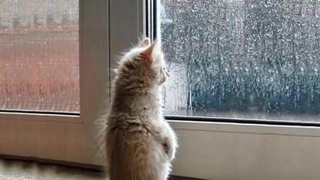 一个月左右的猫丢了会自己回来吗(猫咪失踪一个月后自己回来了)